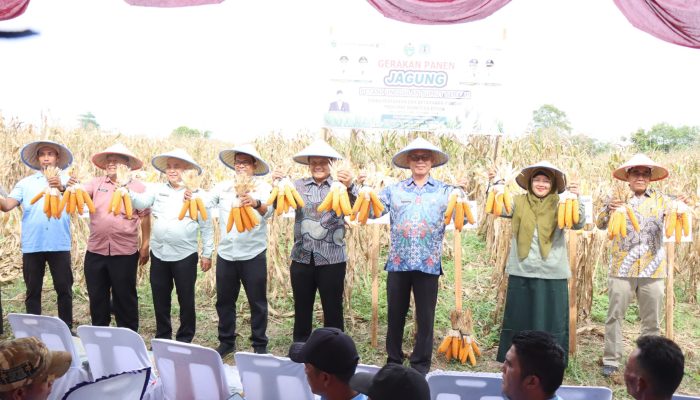 Panen Jagung di Tunggurono Dorong Ketahanan Pangan dan Kesejahteraan Petani Binjai