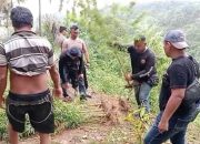 Polsek Kuala Ungkap Dugaan Ladang Ganja di Garunggang, 11 Batang Tanaman Diamankan
