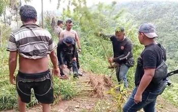 Polsek Kuala Ungkap Dugaan Ladang Ganja di Garunggang, 11 Batang Tanaman Diamankan
