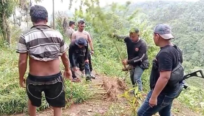 Polsek Kuala Ungkap Dugaan Ladang Ganja di Garunggang, 11 Batang Tanaman Diamankan