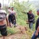 Polsek Kuala Ungkap Dugaan Ladang Ganja di Garunggang, 11 Batang Tanaman Diamankan