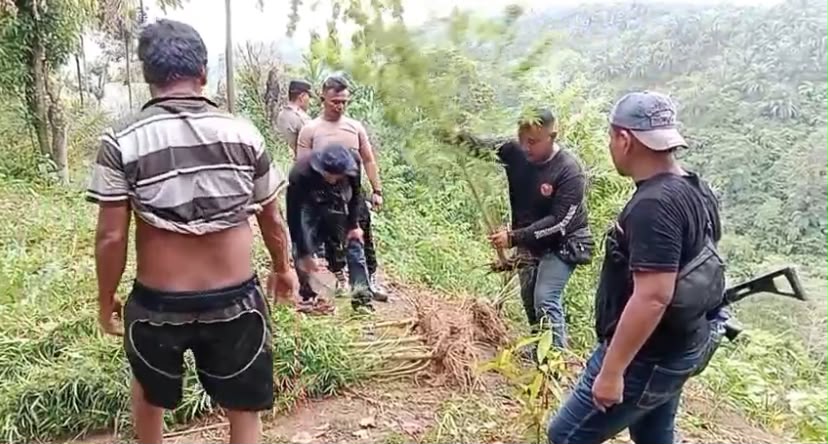 Polsek Kuala Ungkap Dugaan Ladang Ganja di Garunggang, 11 Batang Tanaman Diamankan