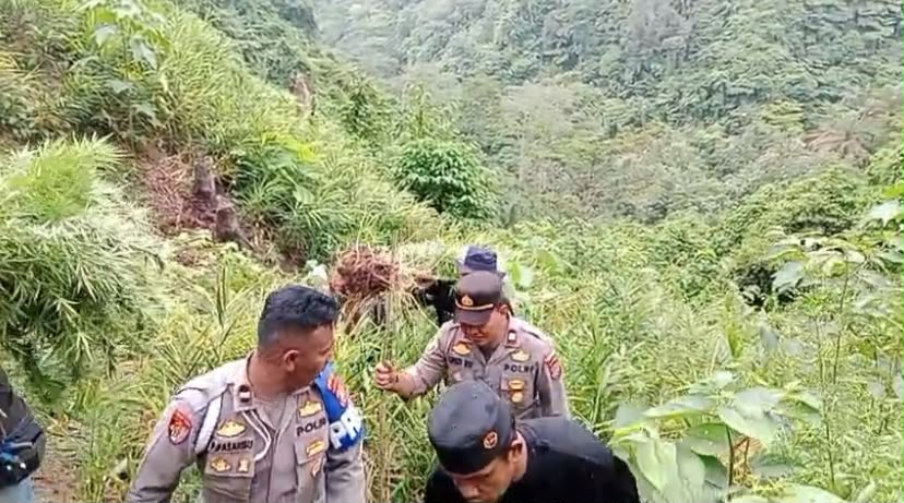 Polsek Kuala Ungkap Dugaan Ladang Ganja di Garunggang