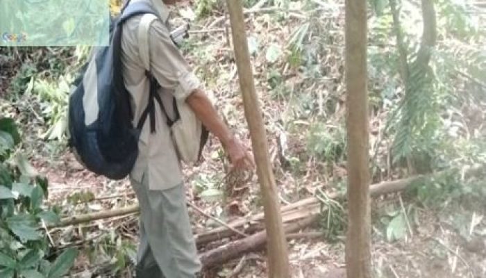 Warga Langkat Meninggal dalam Interaksi dengan Gajah Sumatra, Kemenhut Perkuat Mitigasi