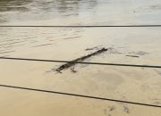 Sungai Wampu Langkat Mulai Naik, Air Keruh dan Batang Kayu Hanyut