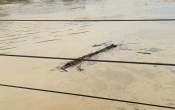 Sungai Wampu Langkat Mulai Naik, Air Keruh dan Batang Kayu Hanyut