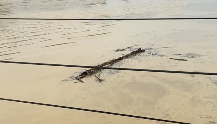 Sungai Wampu Langkat Mulai Naik, Air Keruh dan Batang Kayu Hanyut